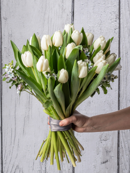 Białe Tulipany