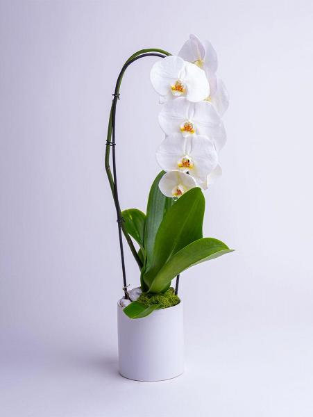 Biała Orchidea w białej, ceramicznej doniczce