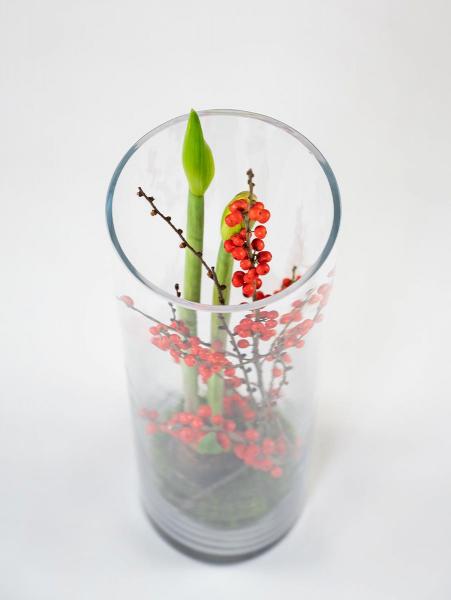 Czerwony Amarylis w szklanej tubie